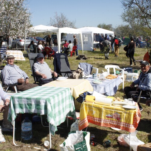 Almendro en flor 2026 (23)